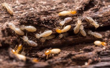 Termite-treatment-perth