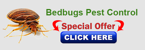 Bed Bugs-pest-control