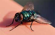 Pest Control for Flies
