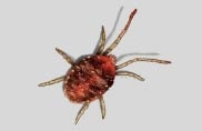Pest Control for Mites