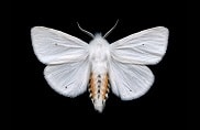 Pest Control for Moth