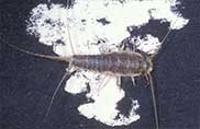 Pest Control for Silverfish