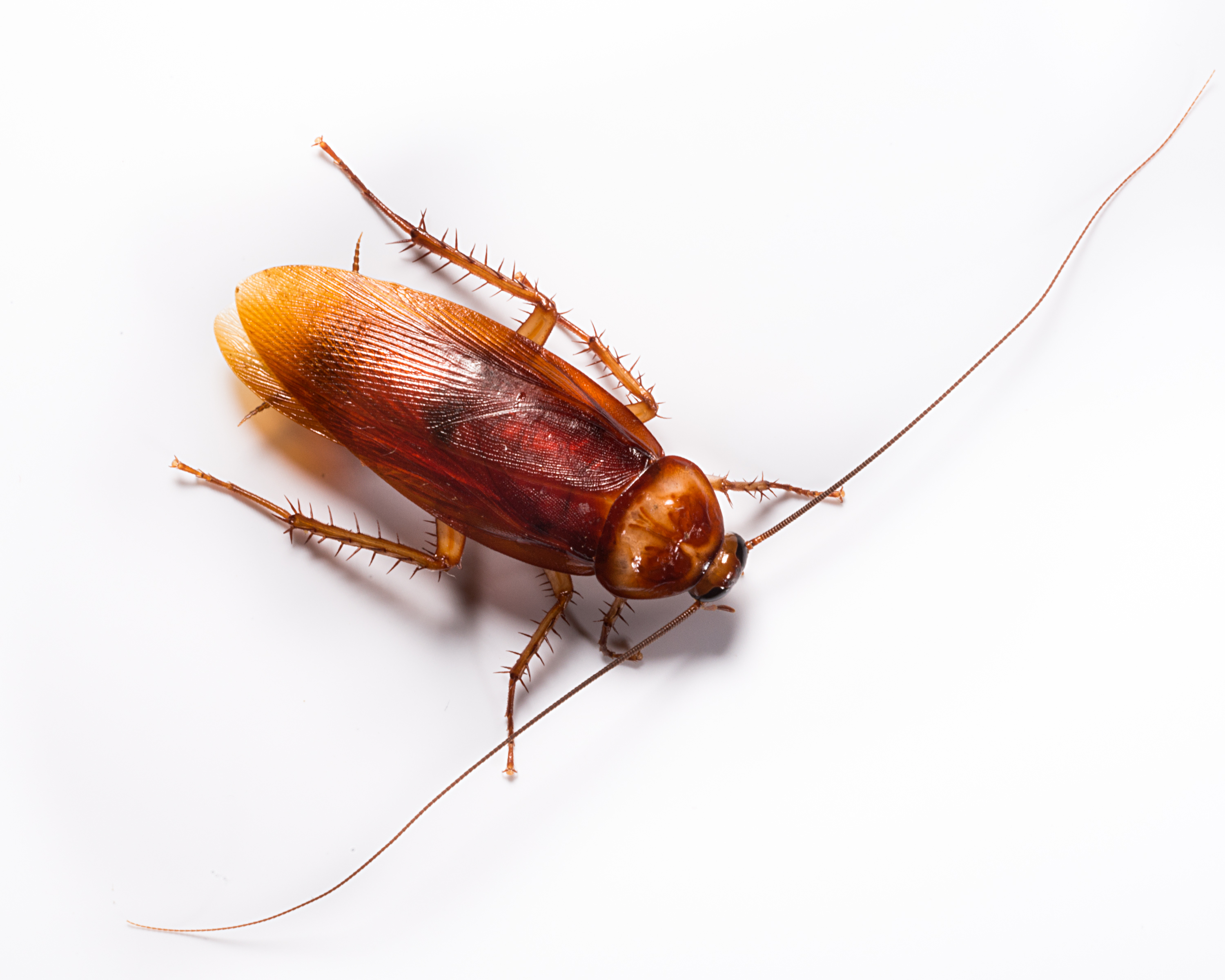 Cockroach Pest Control