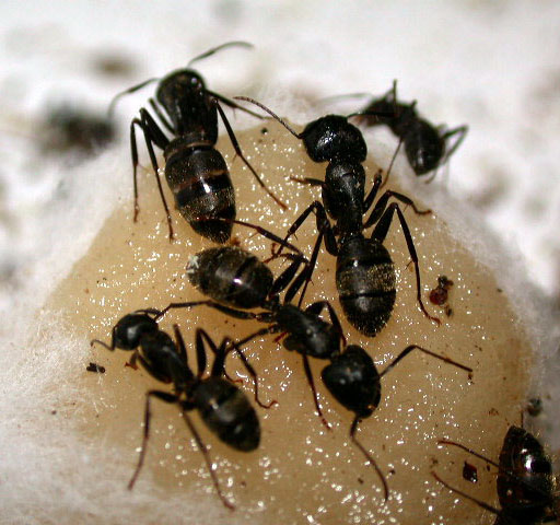 ant pest control