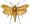 Moth