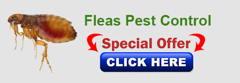Fleas-pest control