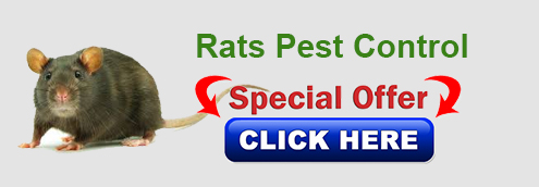 rat-pest-control