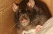 Pest Control for rat