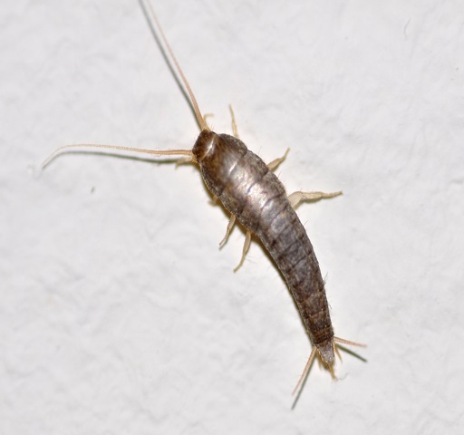 Silverfish Pest Control