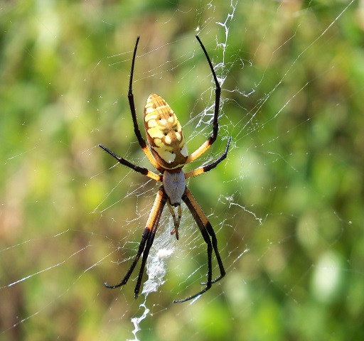 Spider Pest Control