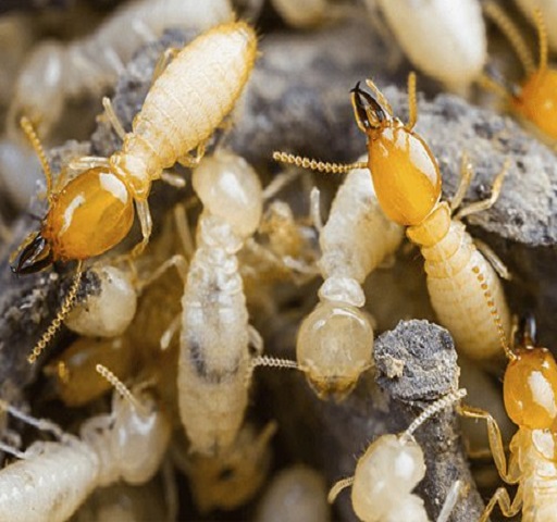 Termite Pest Control