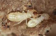 Pest Control for Termites