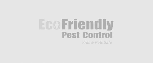 Best Pest Control Kensington