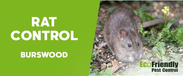 Rat Pest Control Burswood 