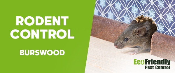 Rodent Treatment Burswood 