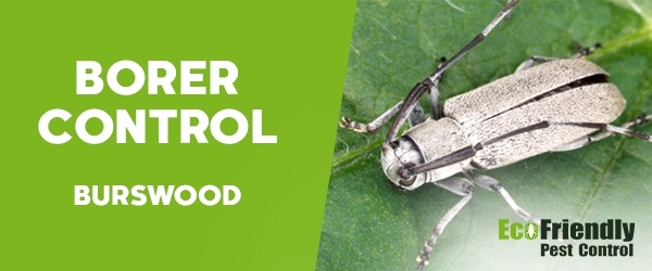 Borer Control Burswood 