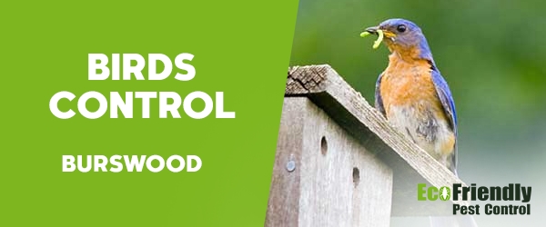 Birds Control Burswood 