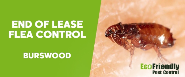 End of Lease Flea Control Burswood 