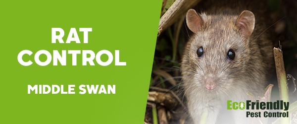 Rat Pest Control  Middle Swan 