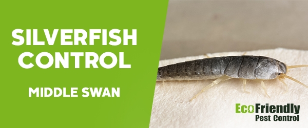 Silverfish Control  Middle Swan 