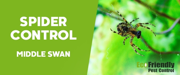 Spider Control  Middle Swan 