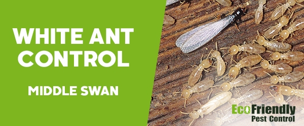 White Ant Control  Middle Swan 