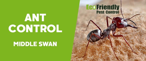 Ant Control  Middle Swan 