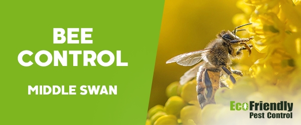 Bee Control  Middle Swan 