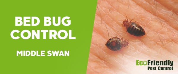Bed Bug Control  Middle Swan 