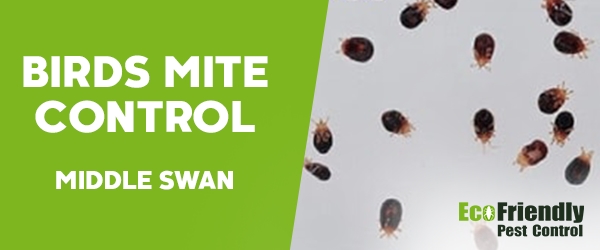 Bird Mite Control  Middle Swan 