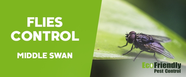 Flies Control  Middle Swan 