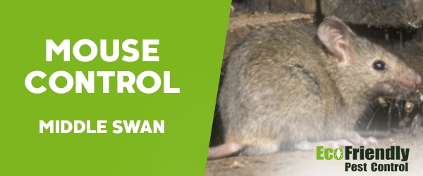 Mouse Control  Middle Swan 