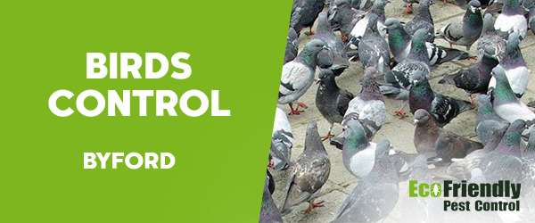 Birds Control  Byford 