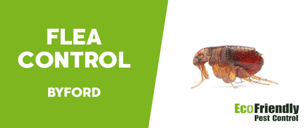 Fleas Control  Byford 