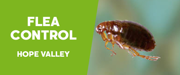 Pest Control Hope Valley