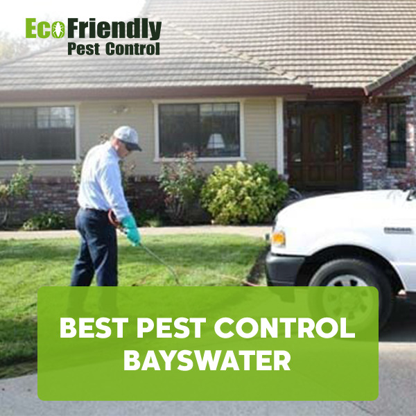 Pest Control Bayswater 