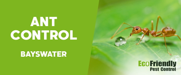 Pest Control Bayswater 