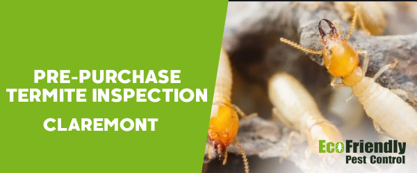 Pre-purchase Termite Inspection  Claremont 