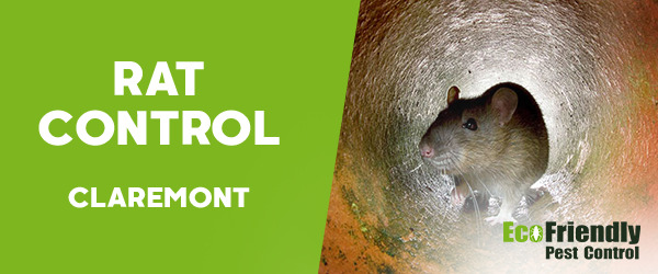 Rat Pest Control  Claremont 