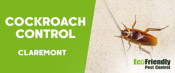 Cockroach Control  Claremont  