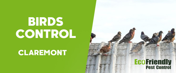 Birds Control  Claremont 