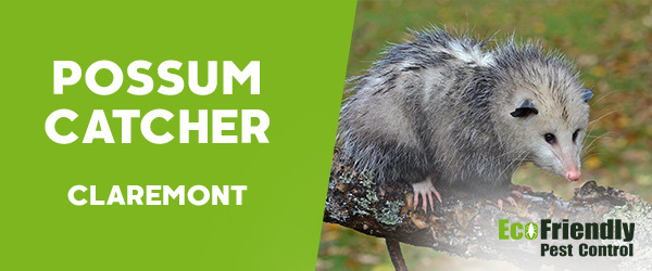 Possum Catcher  Claremont 