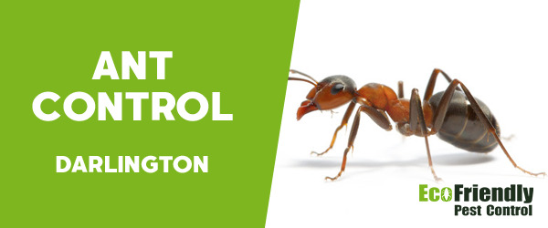 Ant Control Darlington