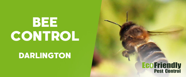 Bee Control  Darlington 