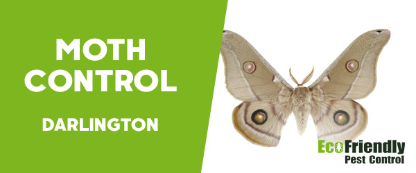 Moth Control  Darlington 