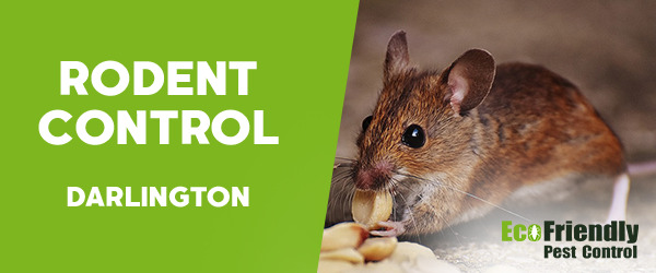 Rodent Treatment  Darlington 