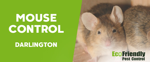 Mouse Control  Darlington 