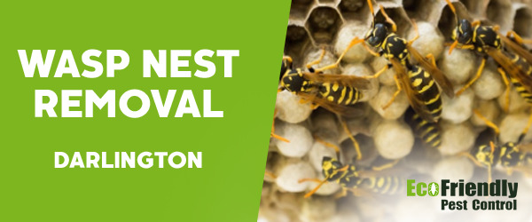 Wasp Nest Remvoal  Darlington 