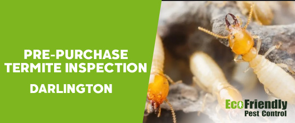 Pre-purchase Termite Inspection  Darlington 