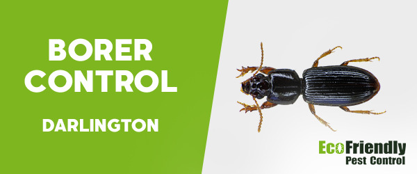 Borer Control  Darlington 